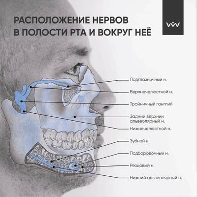 Топография нервов: анатомия для стоматолога.